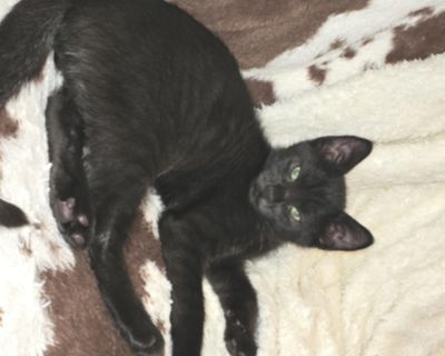 Rye is a stunning, all black kitten. He is cuddly and playful. He is good with people and dogs. He would love to have another kitty to play with.. Characteristics Affectionate, Athletic, Friendly, Independent, Playful Coat length Short House-trained Yes Health Vaccinations up to date, spayed / neutered.. Kitten Male Medium