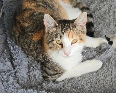 Available through Humane Society of Northern Utah email: 1adoptions@gmail.com Telephone: (801)-648-2719. Health Vaccinations up to date, spayed / neutered.. Young Female Small