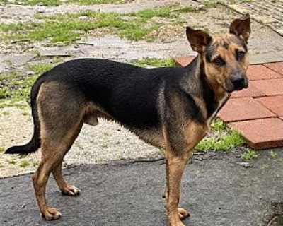 Patrick - German Shepherd Dog Male Dog for Adoption