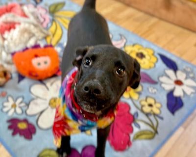 This cutie is Greg Russell. He is currently 6 months old. We think they may be a Pit Bull / Lab Retriever mix, but with rescue its a guess! What matters most is that they are adorable and are one the MOST desperate in the entire US based on statistics for where this puppy is from. Shelters in this area are having to euthanize puppies. So, this puppy needs you! If you choose a puppy from us, it ...