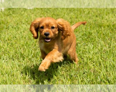 Buster - Cavalier King Charles Spaniel Male Puppy for Sale