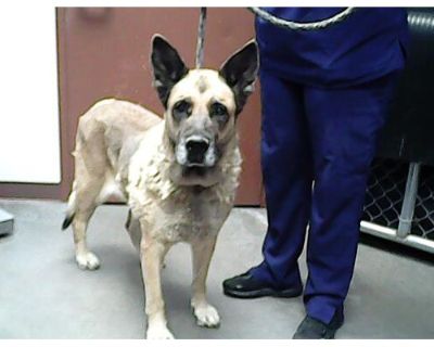 JEANNA - German Shepherd Dog Female Dog for Adoption