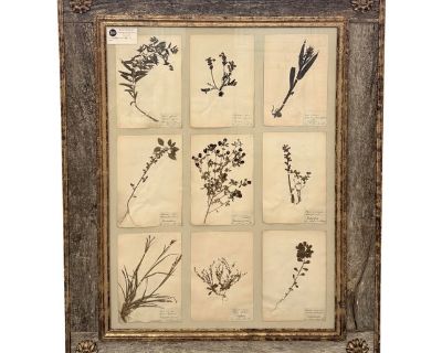 Preserved Floral Custom French Herbier (Botanical Study)