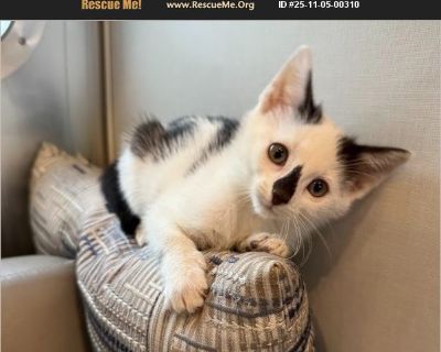 Ink - Female Kitten Domestic Cat for Adoption