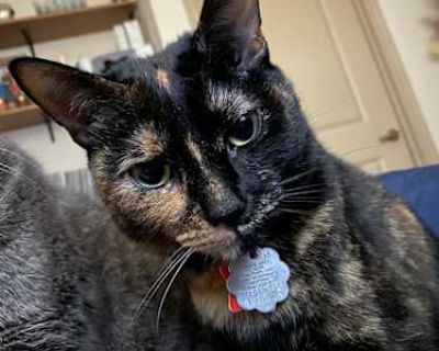 I adopted Malcolm and her sister (they are not pair bonded) in 2018 when she was one year old. She is now 8 years old. I had a baby in August 2025 and Malcolm has not adjusted well to this. She quit using the litter box in protest. This behavior has added extra stress to our plate and our frustration has surely stressed out Malcolm. She needs a home with no dogs and no small children. Before th...