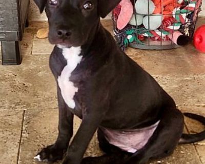 Ohana - Mixed Breed (Medium) Female Puppy for Adoption