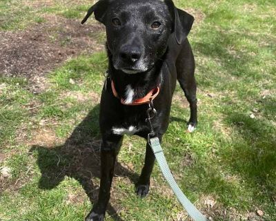 Lil Mac Henson - Labrador Retriever Male Puppy for Adoption