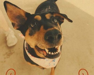 Young. Meet Madeline! Meet our adorable, quirky little Madeline. We believe she is a dobe mix, but is smaller than most dobes. Madeline is probably 5 years old and weighs right around 50 pounds. She looks like an abstract Doberman, just a little crooked:) This little girl clearly had a rough beginning. She came to us with very little fur, a nasty skin infection and of course heartworm positive....