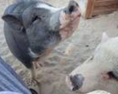 Pinky And Kermit, Pig (potbellied) For Adoption In Palm Desert, California