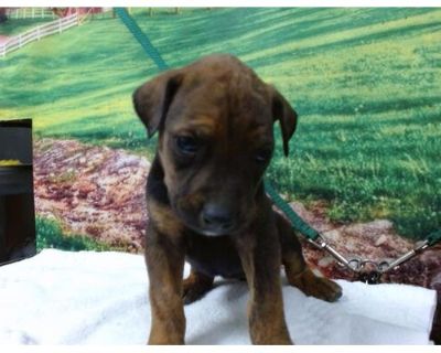 A537254 - Boxer Female Puppy for Adoption