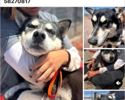 peter husky - Male Puppy Siberian Husky mix for Adoption
