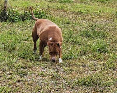 Ruby - American Pit Bull Terrier Female Dog for Adoption