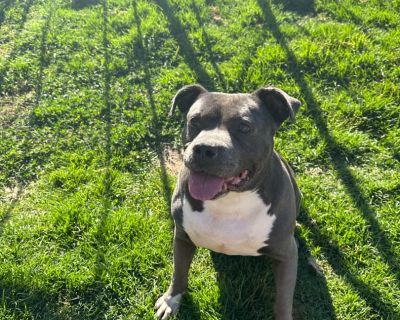 Meet Remi, an adult Staffy mix with a heart full of love and a gentle soul! This sweet pup is an active, always eager to spend time outside going on walks, playing with toys, and cuddling with his favorite people. With his affectionate nature and playful spirit, Remi is sure to become your loyal companion and best friend. While he loves all people, Remi's size suggests he would do best in a hom...