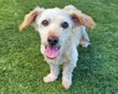 Dog for adoption - EVA, a Border Terrier & Jack Russell Terrier Mix in Pico  Rivera, CA