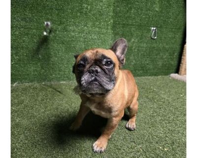 DIJON - French Bulldog Male Dog for Adoption