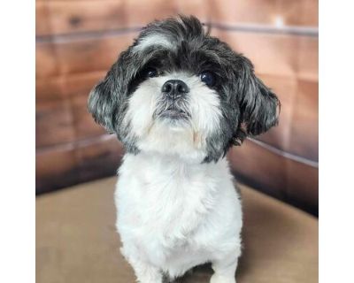 Brody - Available 9\/14 - Shih Tzu/Mixed Breed (Small) Mix Male Dog for Adoption