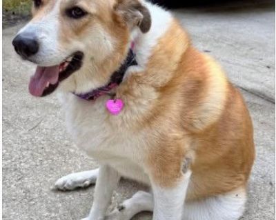 "Courtesy Post" This is not a Street Paws animal but we are assisting a family with placing their pet. Meet Athena! Born in September 2022, Athena is a gorgeous Great Pyrenees mix with a soft yellow-and-white coat and the kind of soulful eyes that will melt your heart in an instant. At first, Athena might greet you with a gentle bark - her sweet way of saying hello - but she quickly warms up on...