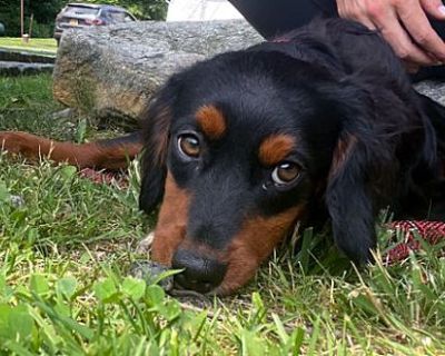 Abby - Australian Shepherd/Poodle (Miniature) Mix Female Puppy for Adoption