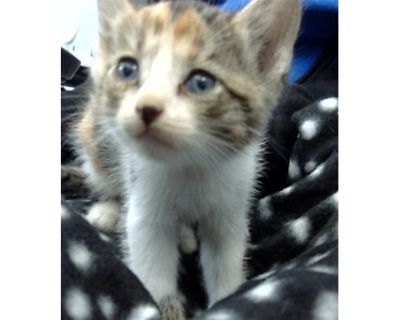 GIRLY - Domestic Shorthair Female Cat for Adoption