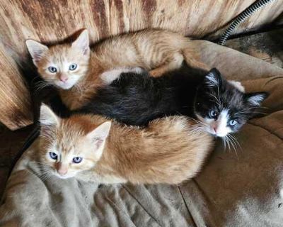FREE barn kittens!