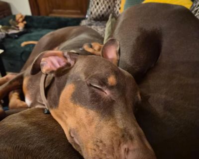 New to DRM, stay tuned for more info!!Say hello to Kinsey, a sweet and soulful boy who's ready to find his forever home! This handsome boy has a heart as big as his appetite and a personality that will keep you smiling from morning walks to bedtime cuddles. He also benefits from daily teeth brushing, something he tolerates well, especially if it earns him a little extra love afterward! This boy...