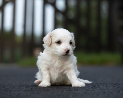 Bentley - Bichpoo-Maltipoo Mix Male Puppy for Sale