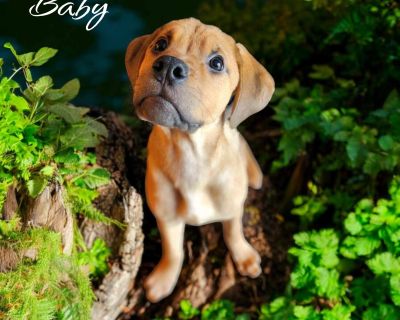 Baby - Rhodesian Ridgeback & Rottweiler Mix Female Puppy for Adoption