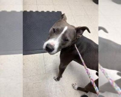 PUPPY - Male American Pit Bull Terrier Young for Adoption