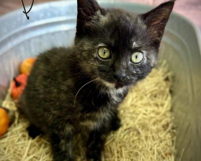 Debbie - Tortoiseshell Female Cat for Adoption