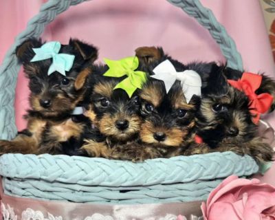 Yorkshire Terrier Puppies for Sale in Pennsylvania (PA)