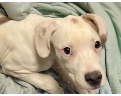 ELOISE - American Pit Bull Terrier Female Puppy for Adoption