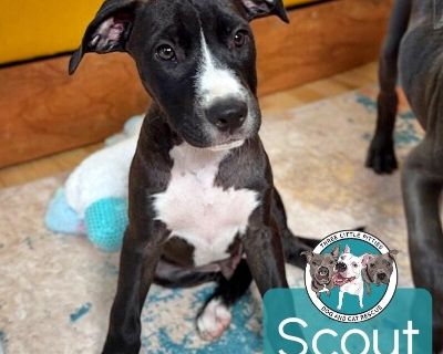 This cutie is Scout. He is currently 4 months old and weighs approximately 22lbs. We think they may be a Pit Bull / Labrador Retriever mix, but with rescue it s a guess! What matters most is that they are adorable and are one the MOST desperate in the entire US based on statistics for where this puppy is from. Shelters in this area are having to euthanize puppies. So, this puppy needs you! If y...