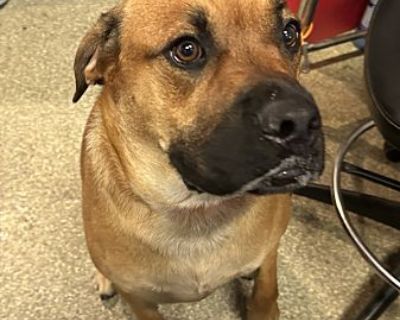 Bubba* - Mastiff Male Dog for Adoption