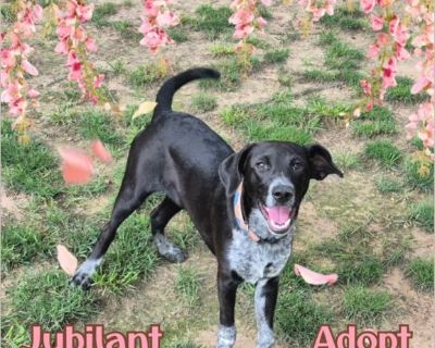 Jazzy - Female Puppy German Shorthaired Pointer / Lab for Adoption