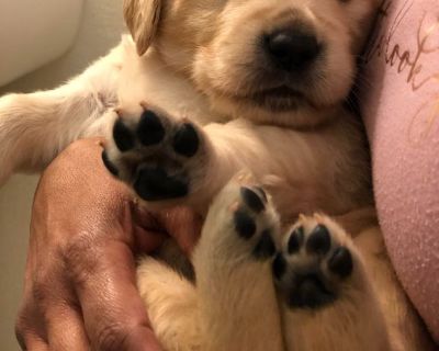 Golden retriever puppies