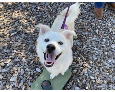 SPUNKY - American Eskimo Dog Male Dog for Adoption