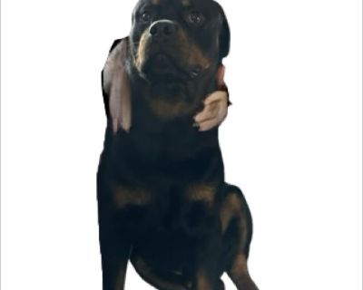 Very well cared for, was just informed that all dogs in the complex have go. I need immediate re-homing for my boy.