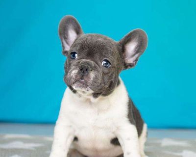 Lucky - French Bulldog Puppy For Sale in Michigan