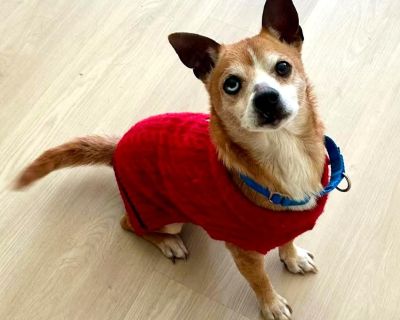 Macbeth is a sweet and affectionate 2 year old Chihuahua / Corgi mix that weighs 16 lbs. He is fully grown and will not get any bigger. Macbeth is very social, friendly and loves meeting new human and doggy friends. His foster mom describes him as playful, curious, affectionate, and full of life. He is a perfect gentleman on public outings. He loves to join his foster mom when she goes to all t...