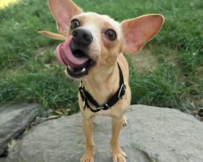 Dr. Pepper - Chihuahua Male Puppy for Adoption
