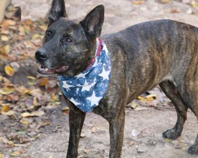 DRACO - Dutch Shepherd Male Dog for Adoption