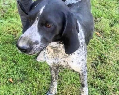 Maggie - Bluetick Coonhound Female Dog for Adoption