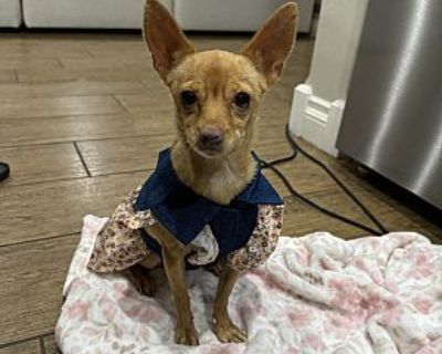 Yazmani - Chihuahua Female Dog for Adoption