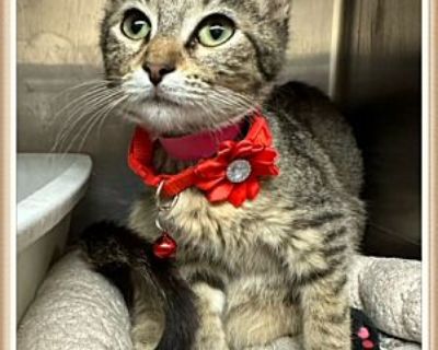 SAPPHIRE (see also PEARL) - Domestic Shorthair Female Cat for Adoption