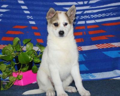 Here is a smart and expressive Pomsky puppy who is socialized and ready to meet you! Julia comes home with a 30 day health guarantee and an extended genetic health guarantee, both provided by the breeders. This sweetie has also been seen by a vet and is up to date on shots and de-wormer. Julia could be the best addition to your world!. Gender: Female Sire: Travis (Pomsky) Dam: Cindy (Pomsky) DO...
