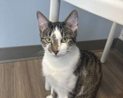 Mitski - American Shorthair Female Cat for Adoption