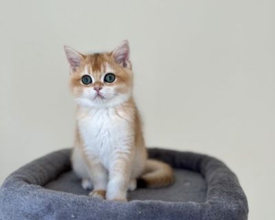 British shorthair kitten. 3 months old.Chocolate Golden Chinchilla color. TICA registered