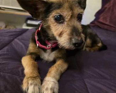 Churrito - Yorkie, Yorkshire Terrier Female Dog for Adoption