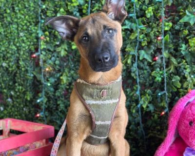 Exciting News: This adorable pup will be at an adoption event near you! Check our website: https://AmazingDogsRescue.org/dogs/ Or call 888.508.8943 (Monday to Sunday, 8 AM to 8 PM).. Out-of-town pets are cared for by non-local organizations who can make arrangements for the pet to be transported to your area. Learn More. Puppy Male Medium Brown / Chocolate , Black