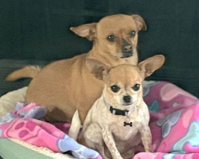 BONDED TEACUP CHIHUAHUAS - Chihuahua Female Dog for Adoption